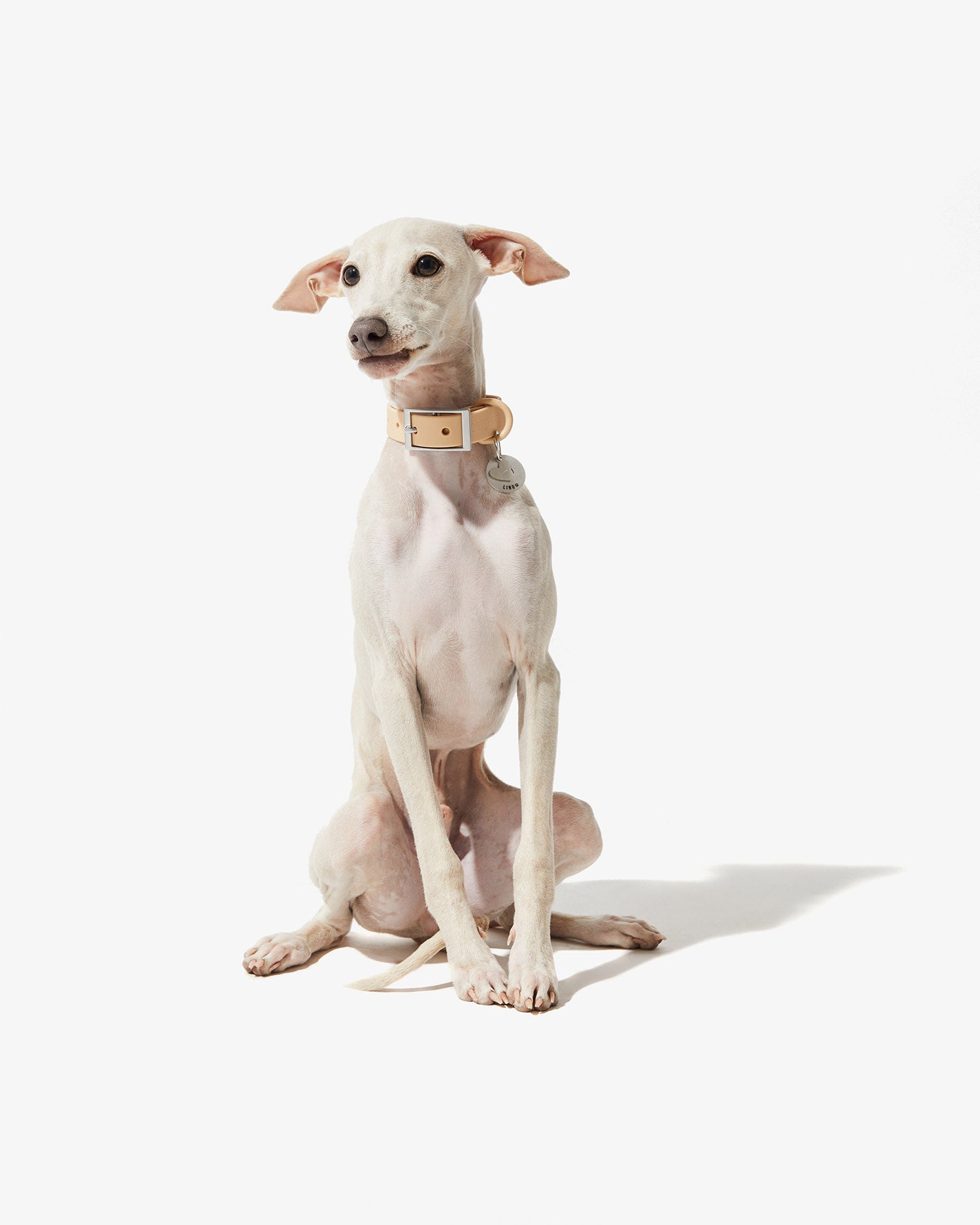 Galgo blanco sentado con collar EasyFlex™ nude