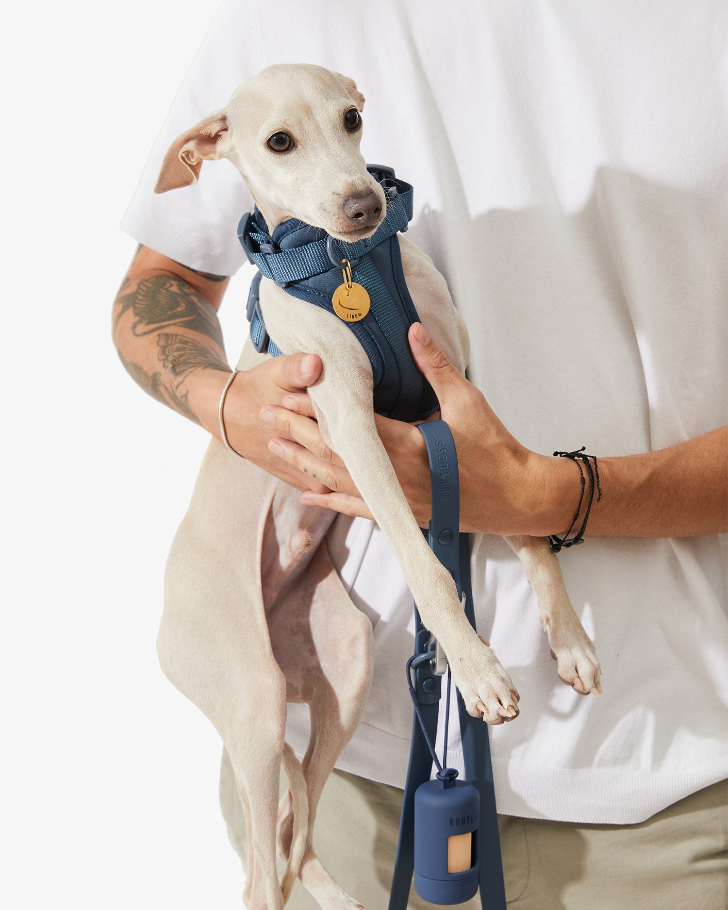 Galgo en brazos con arnés EasyFlex™ azul y correa colgando