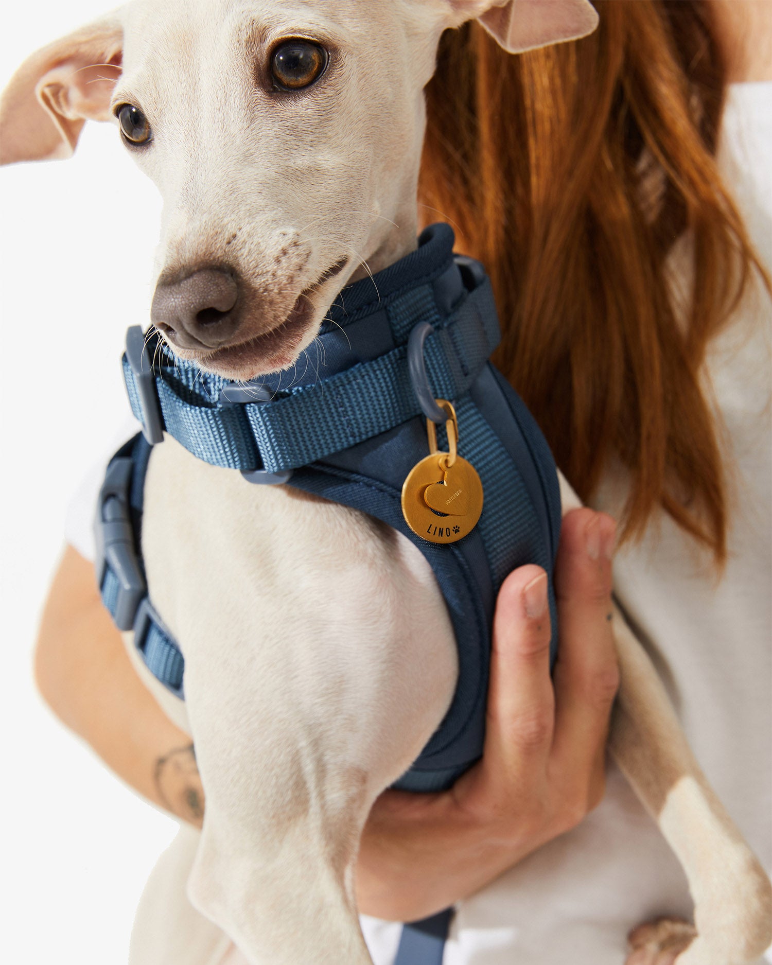 Galgo en brazos con arnés EasyFlex™ azul y placa identificativa dorada