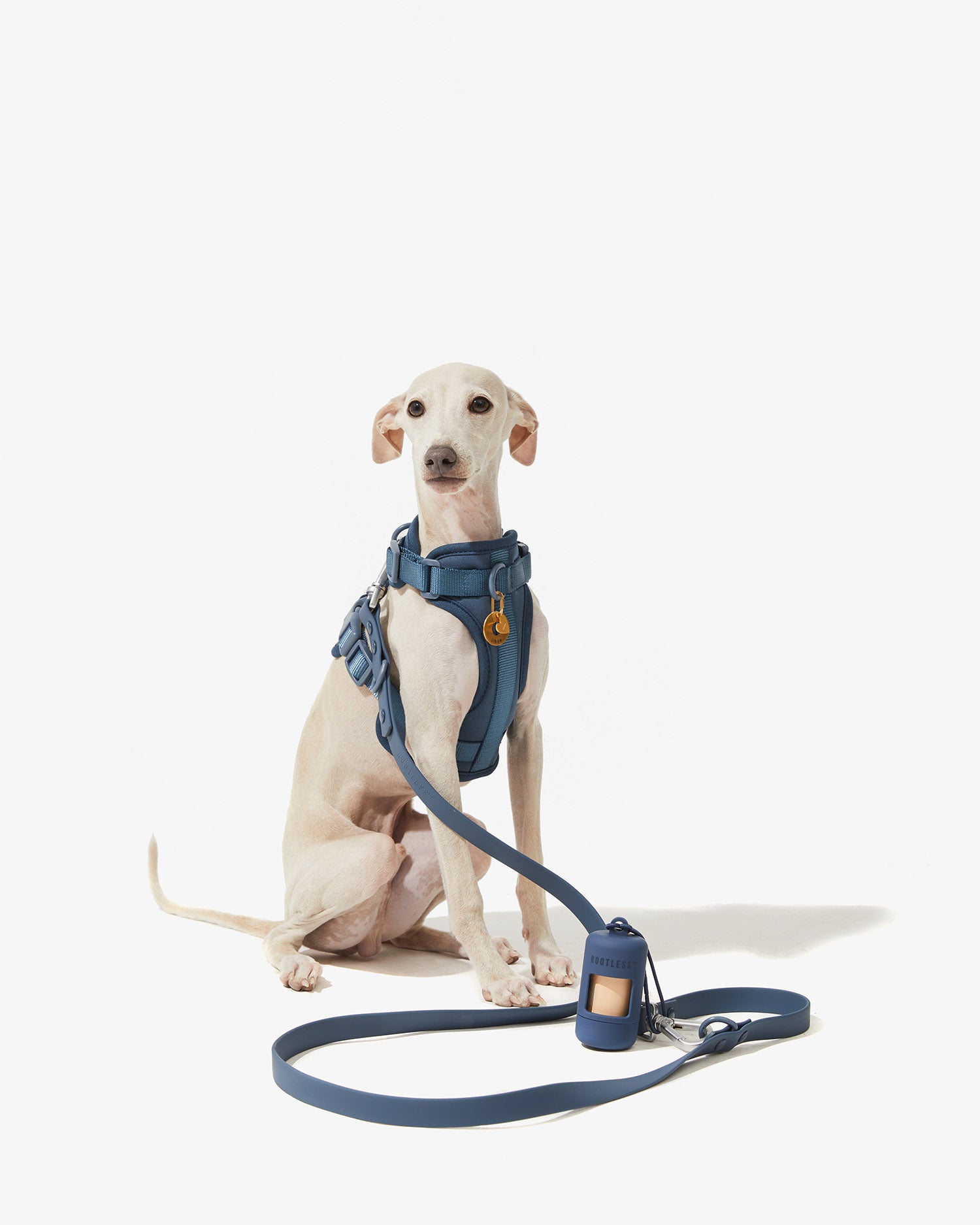 Galgo sentado con arnés azul y la correa EasyFlex™ a juego extendida en el suelo