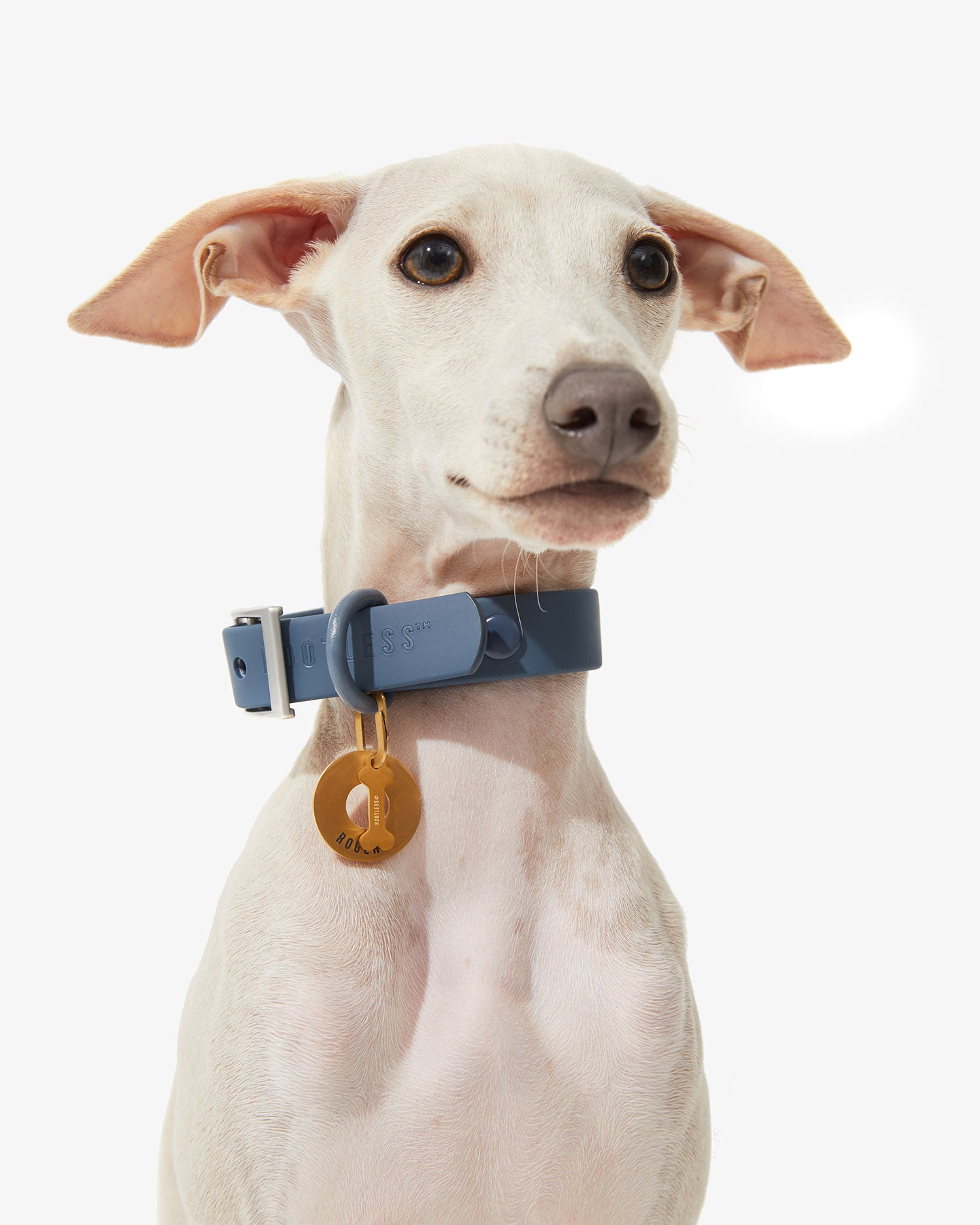 Galgo blanco con collar EasyFlex™ azul y placa identificativa dorada al cuello
