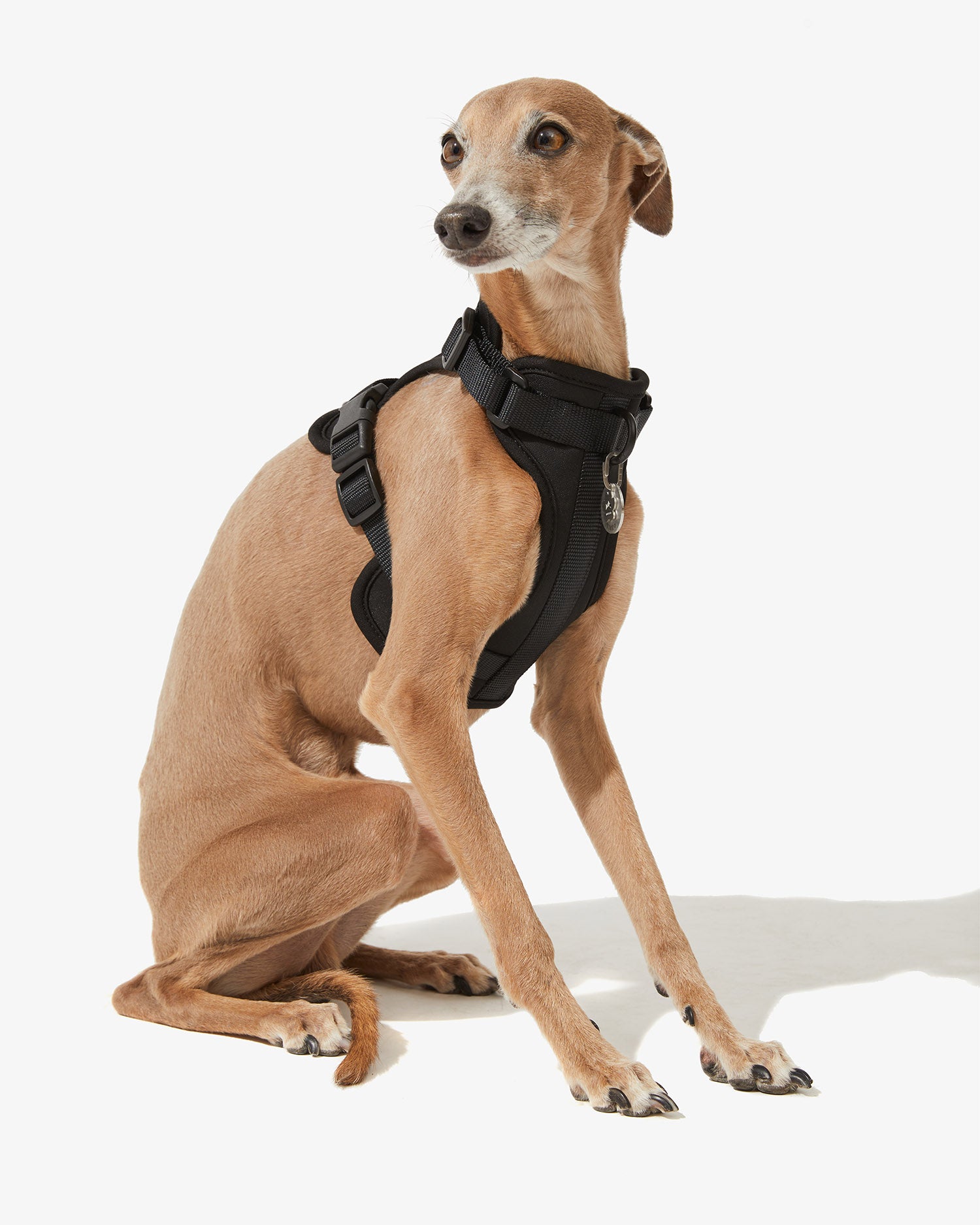 Galgo sentado con arnés EasyFlex™ negro visto de frente