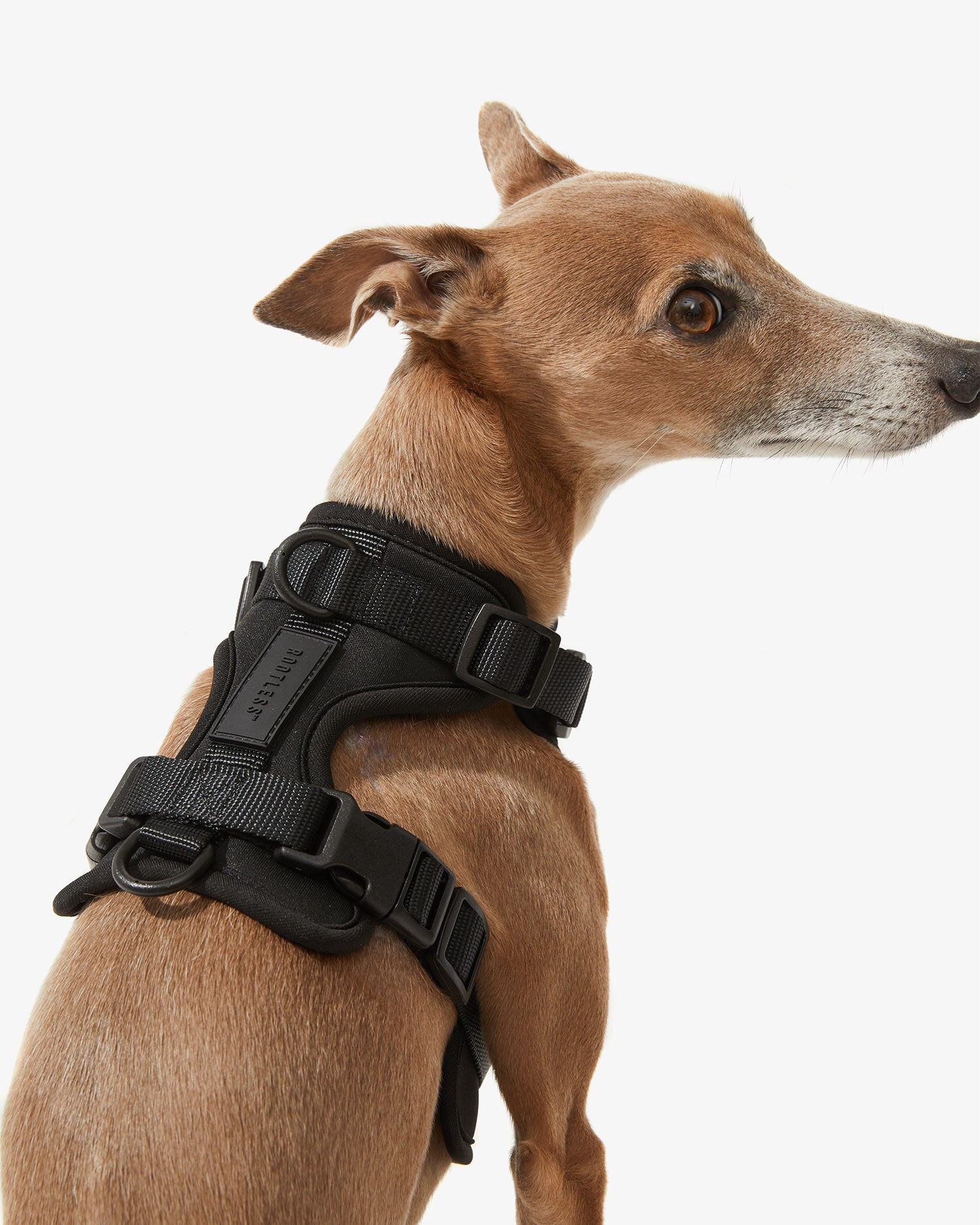 Galgo de perfil con arnés EasyFlex™ negro y hebillas laterales visibles