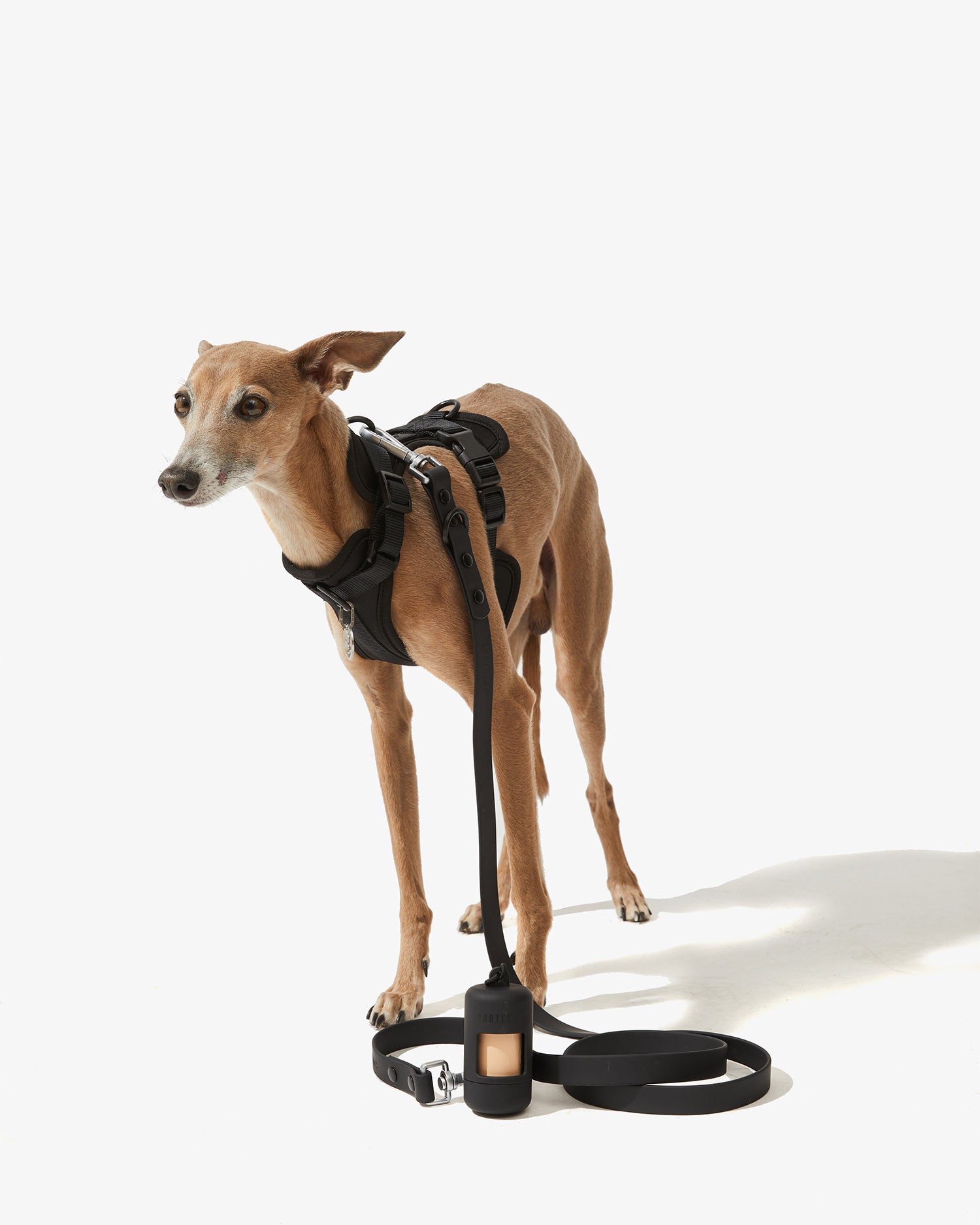 Galgo de espaldas con arnés negro y la correa EasyFlex™ apoyada en el suelo
