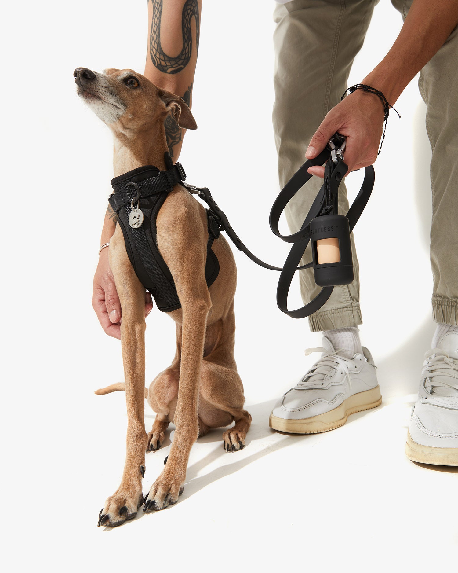 Galgo sentado con arnés EasyFlex™ negro mientras su dueño sujeta la correa