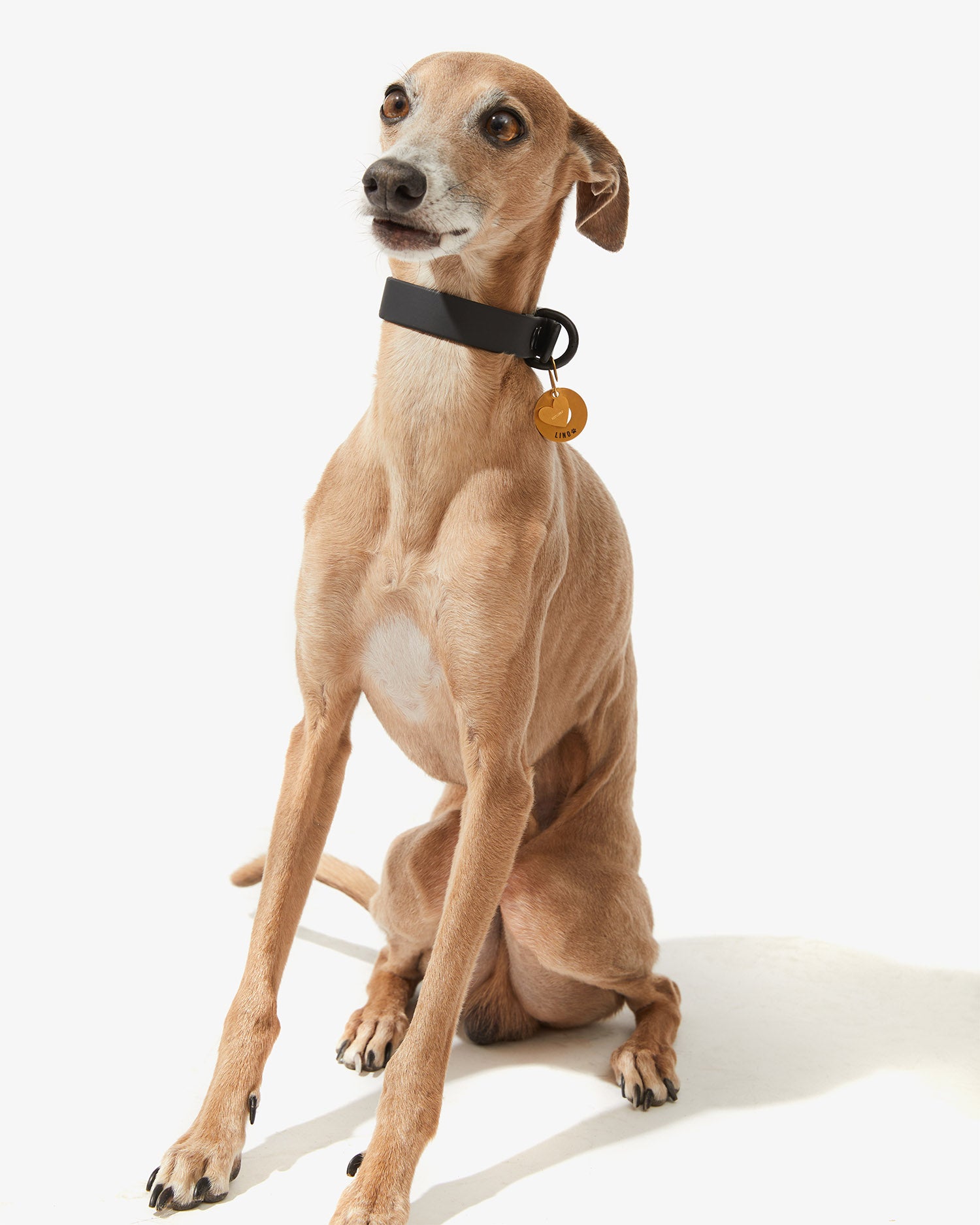 Galgo con collar EasyFlex™ negro y placa identificativa dorada