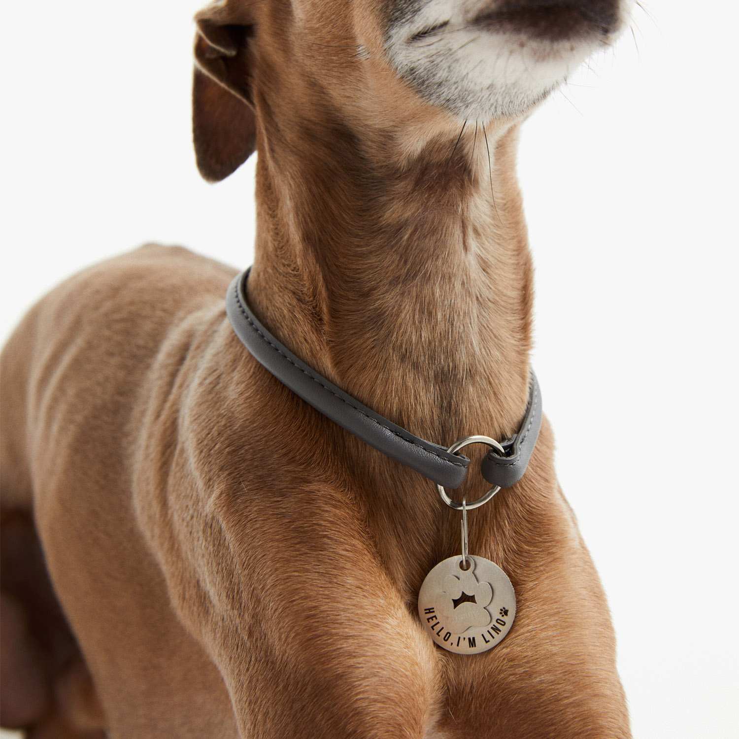 Detalle de la placa PetID® con charm de huella colgando del collar de un galgo