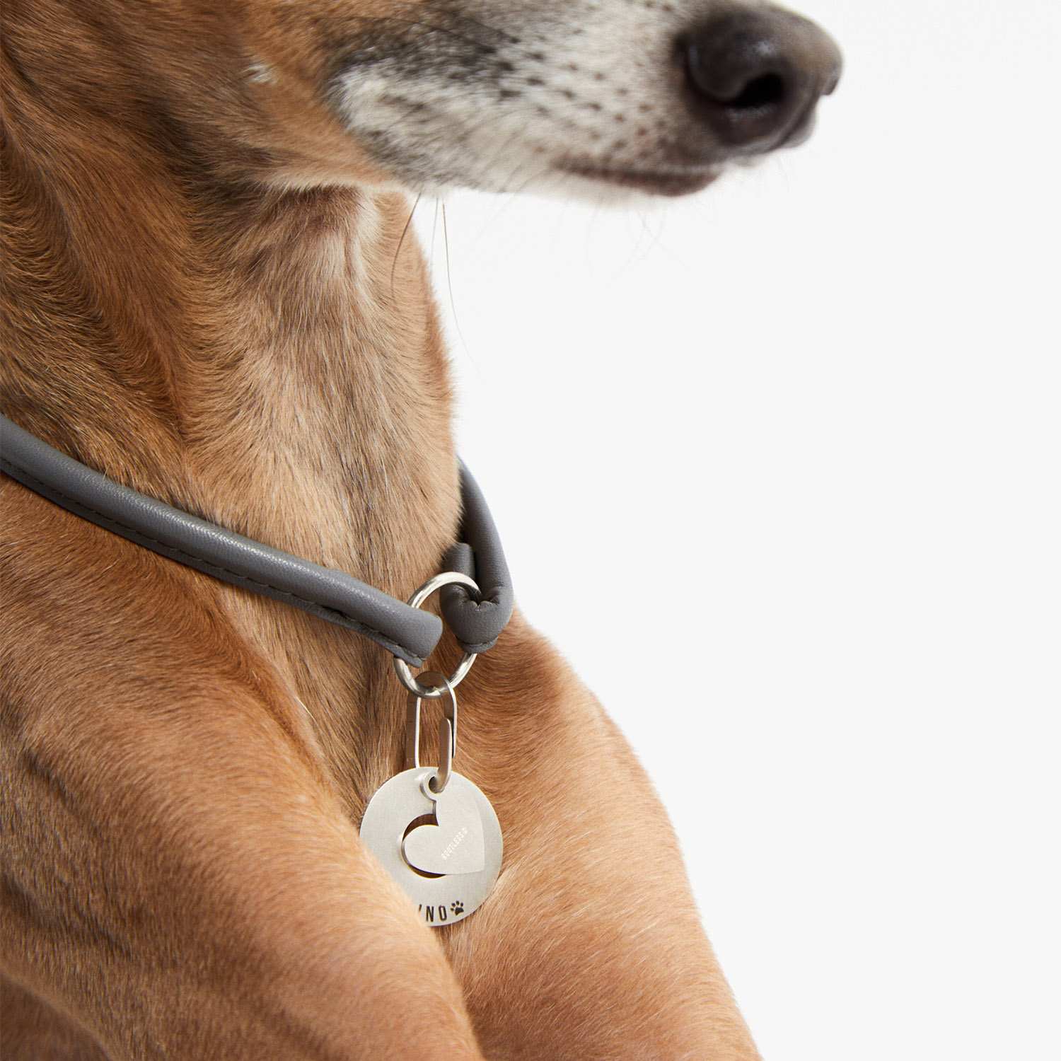 Placa PetID® colgando del collar de un galgo