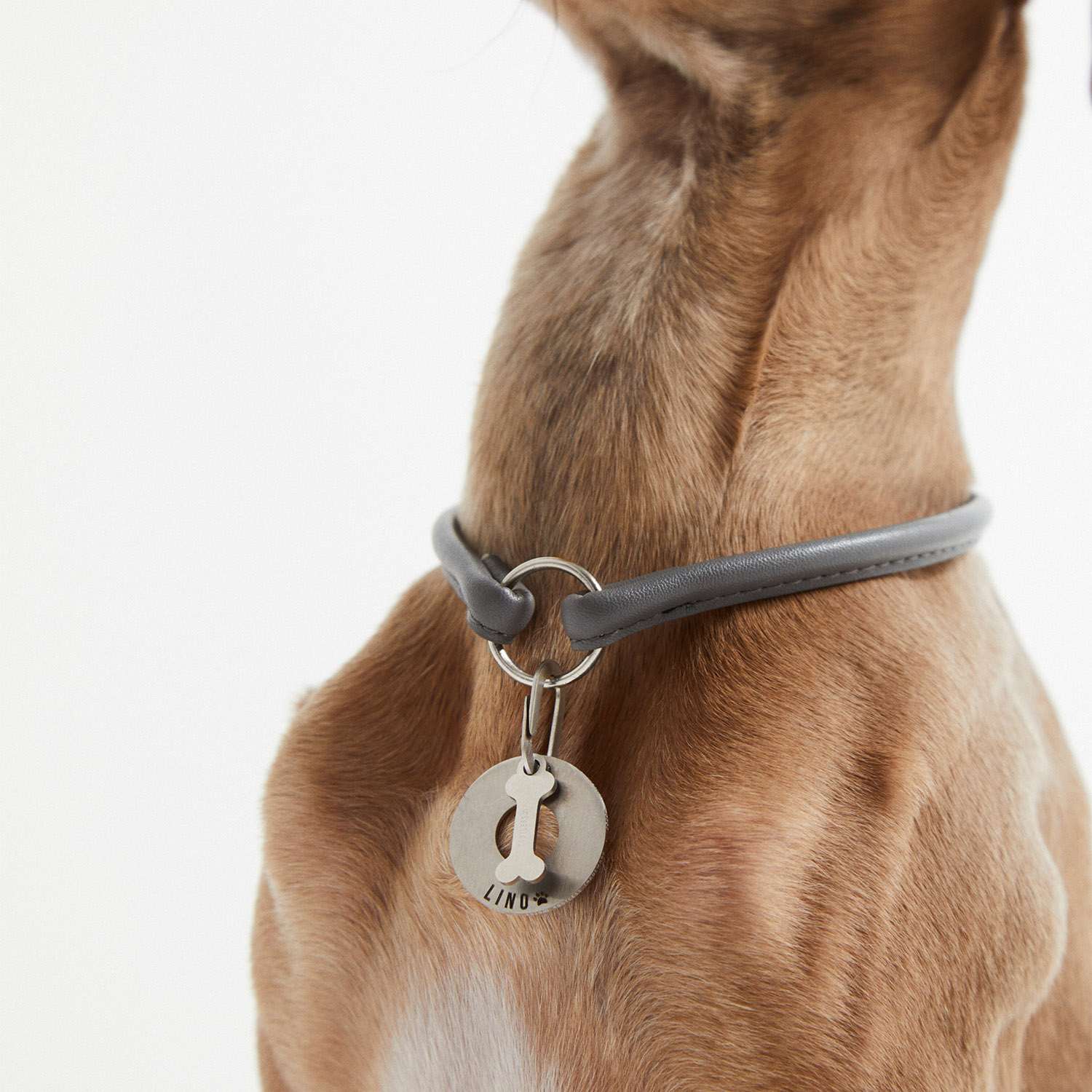 Detalle de la placa PetID® en acero colgando del collar de un galgo