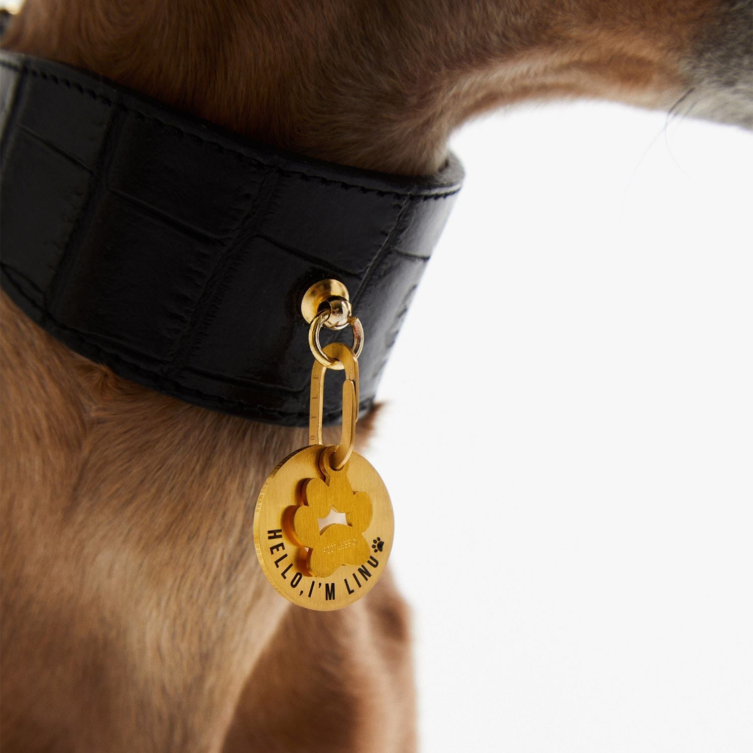 Placa PetID® dorada colgando de un collar negro texturizado
