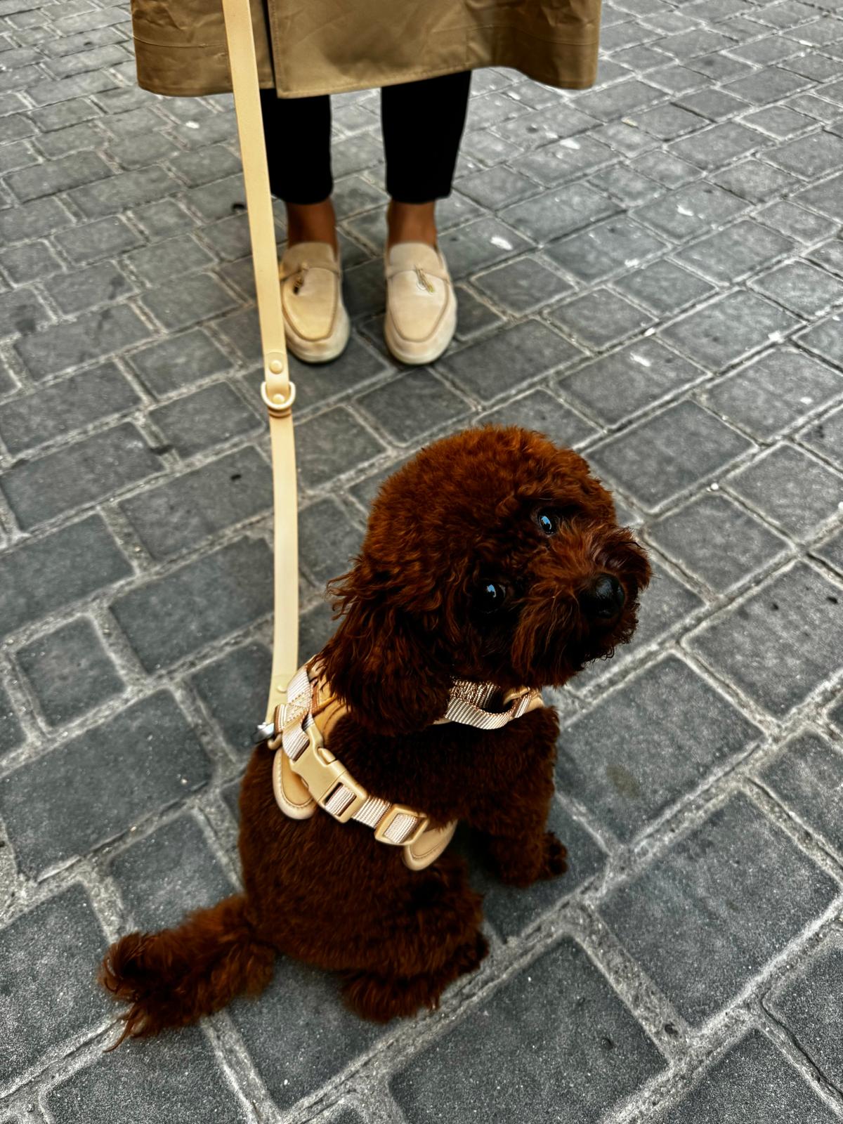Perro pequeño con arnés y correa EasyFlex™ nude sentado en una calle empedrada