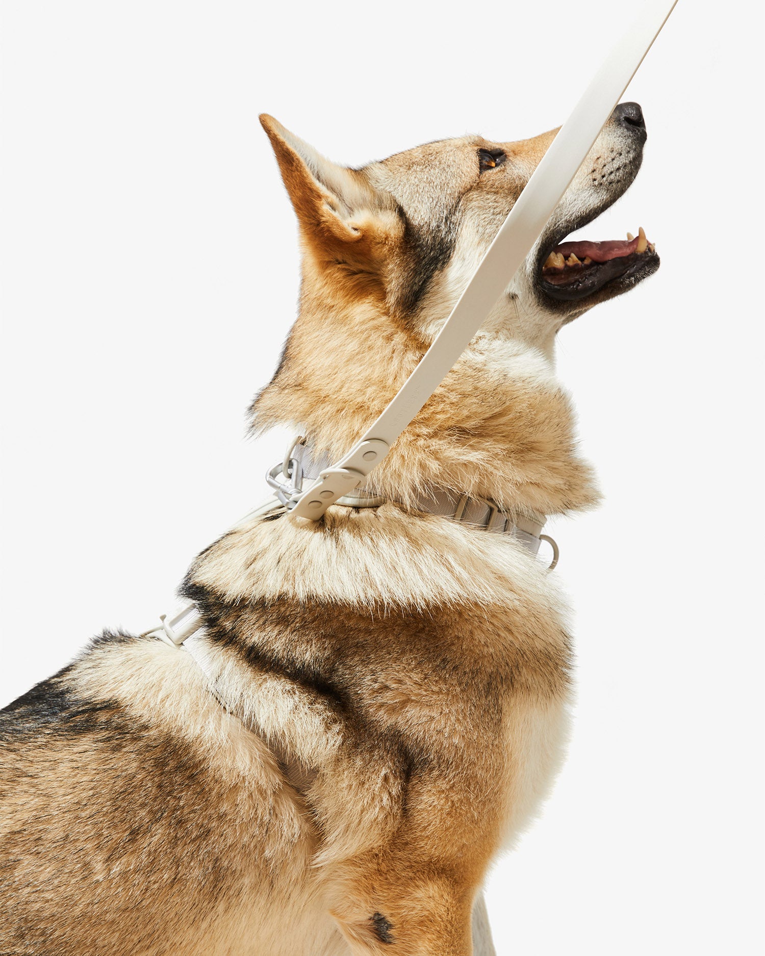 Arnés EasyFlex™ stone colocado en un perro de pelo largo, visto de perfil