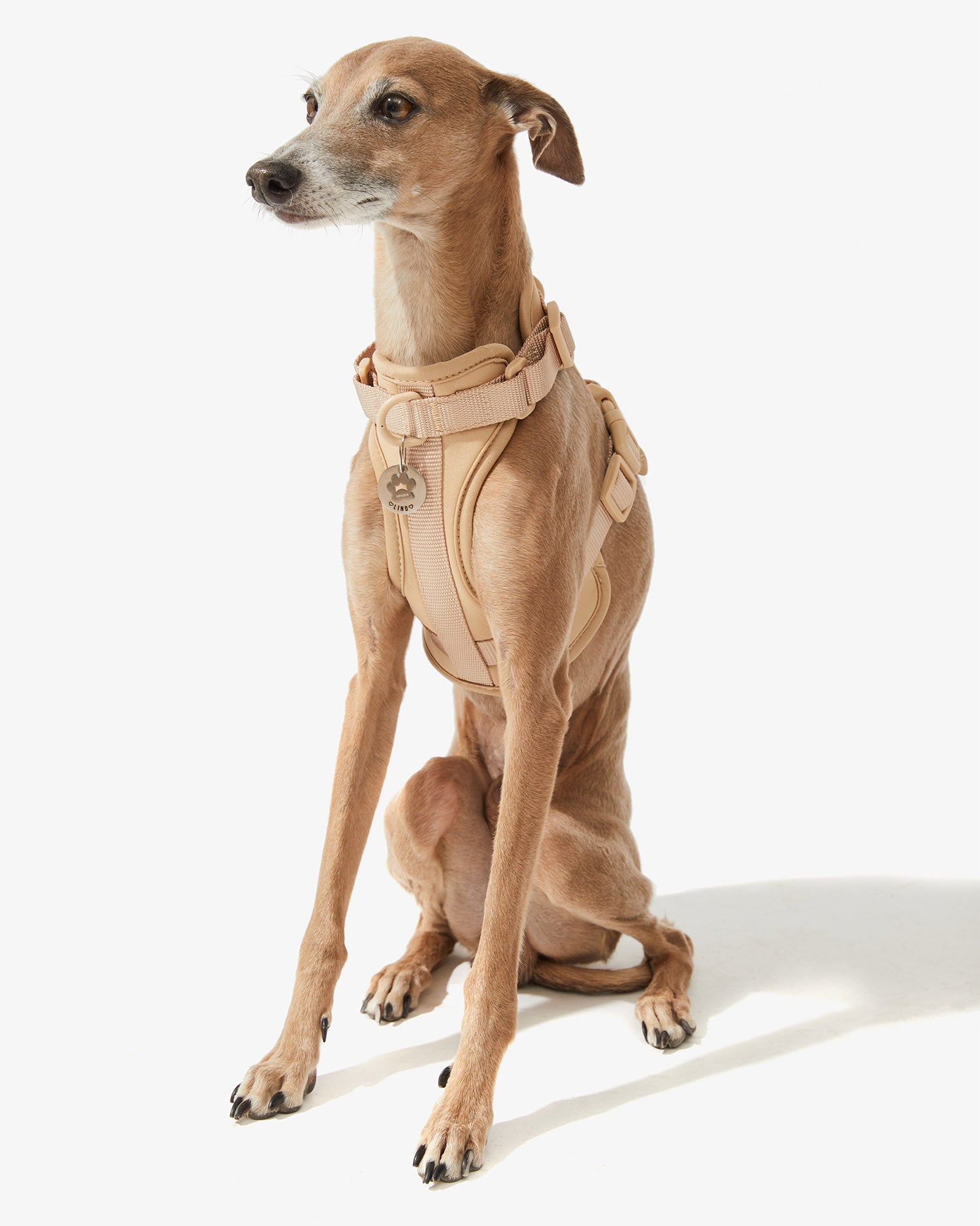 Galgo sentado con arnés EasyFlex™ nude y placa identificativa