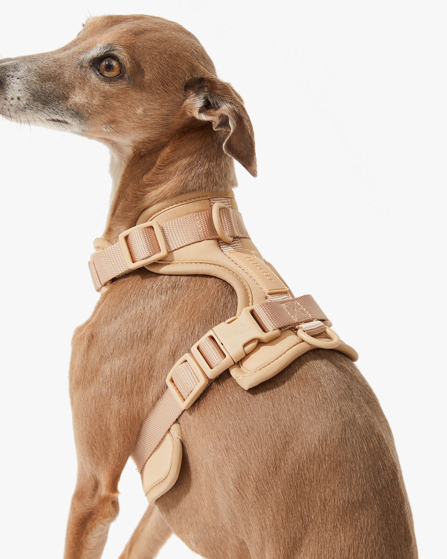Galgo de espaldas con arnés EasyFlex™ nude ajustado al cuerpo