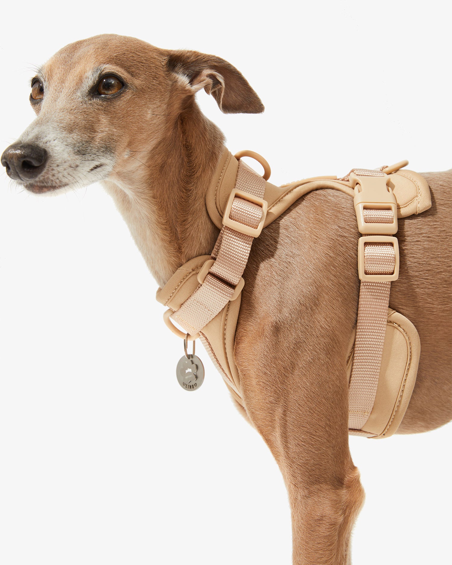 Arnés EasyFlex™ nude de perfil en un galgo, con placa colgando