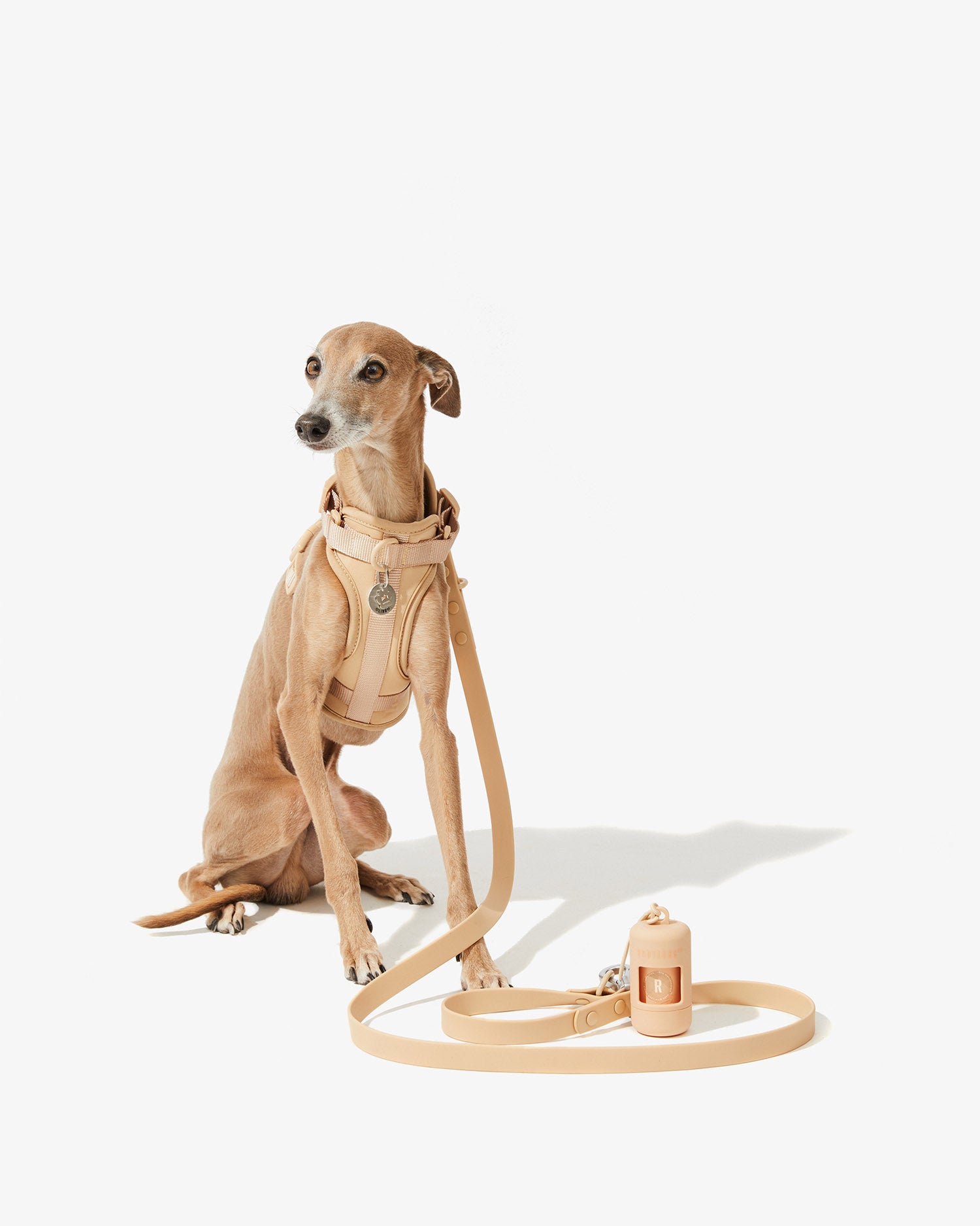 Galgo sentado con arnés nude y la correa EasyFlex™ a juego enrollada en el suelo