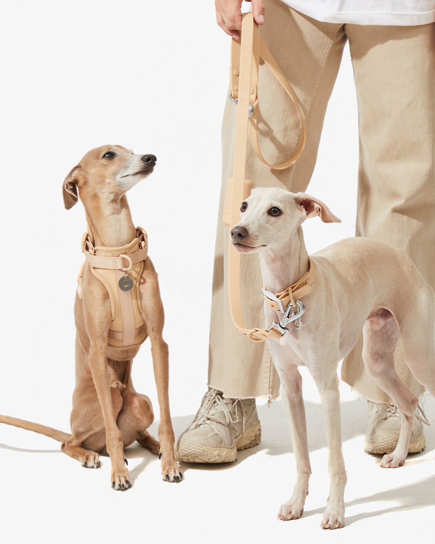 Dos galgos con arnés y collar EasyFlex™ nude sujetos con correa por su dueño