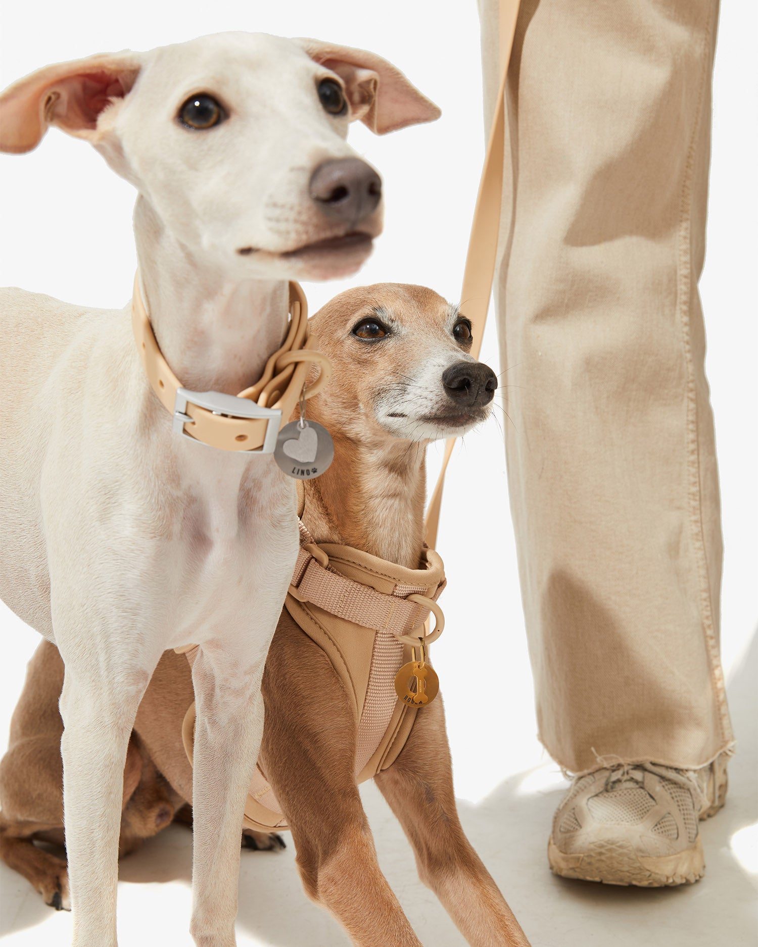 Dos galgos con collar y arnés EasyFlex™ nude junto a las piernas de su dueño