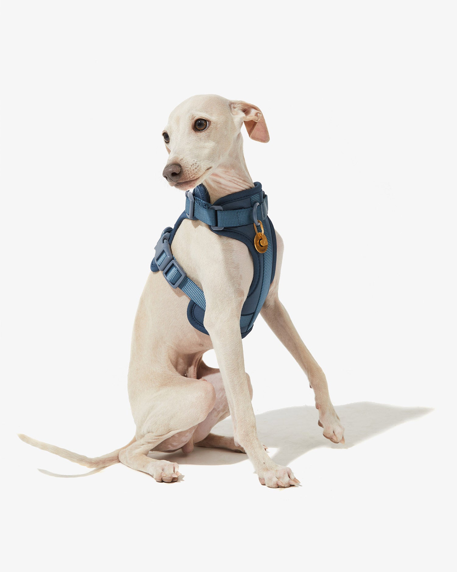 Galgo blanco con arnés EasyFlex™ azul girando el cuerpo