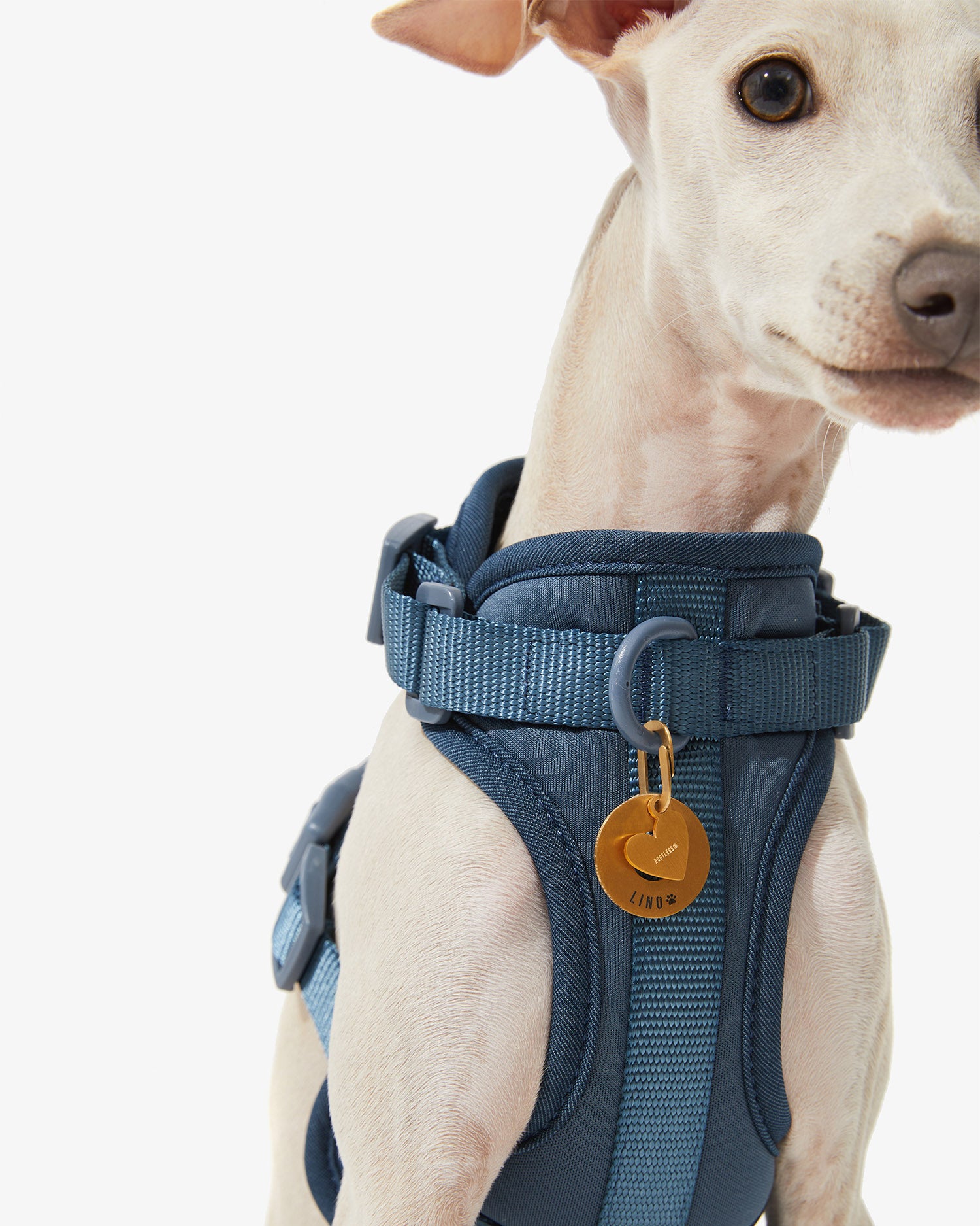 Arnés EasyFlex™ azul con anilla en D y placa dorada en el pecho de un galgo