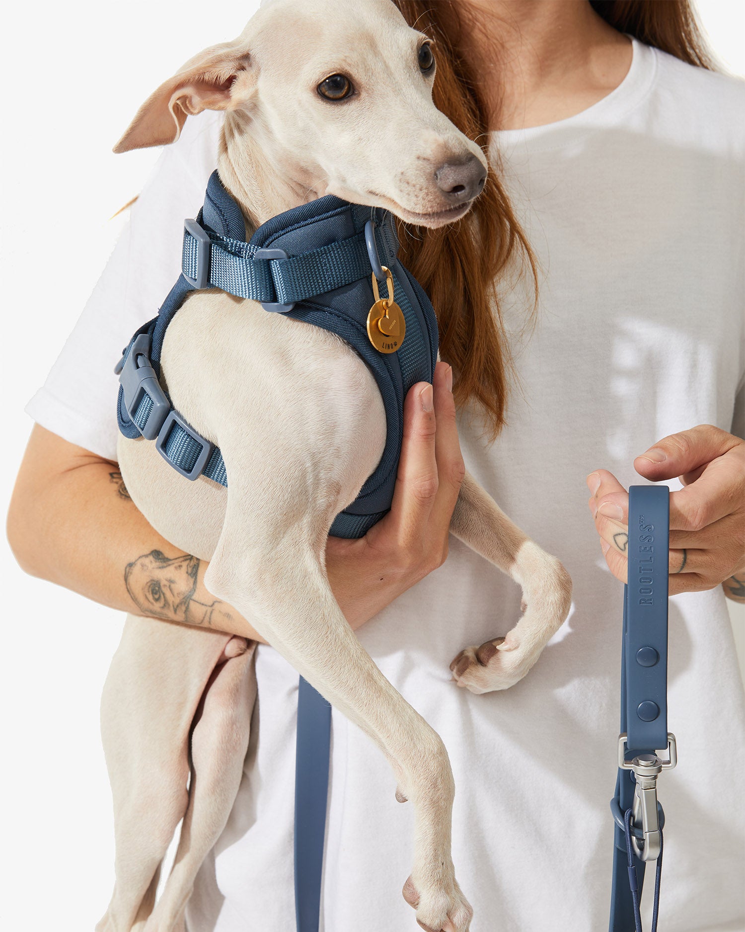 Perro sujeto en brazos con arnés EasyFlex™ azul y correa a juego a un lado