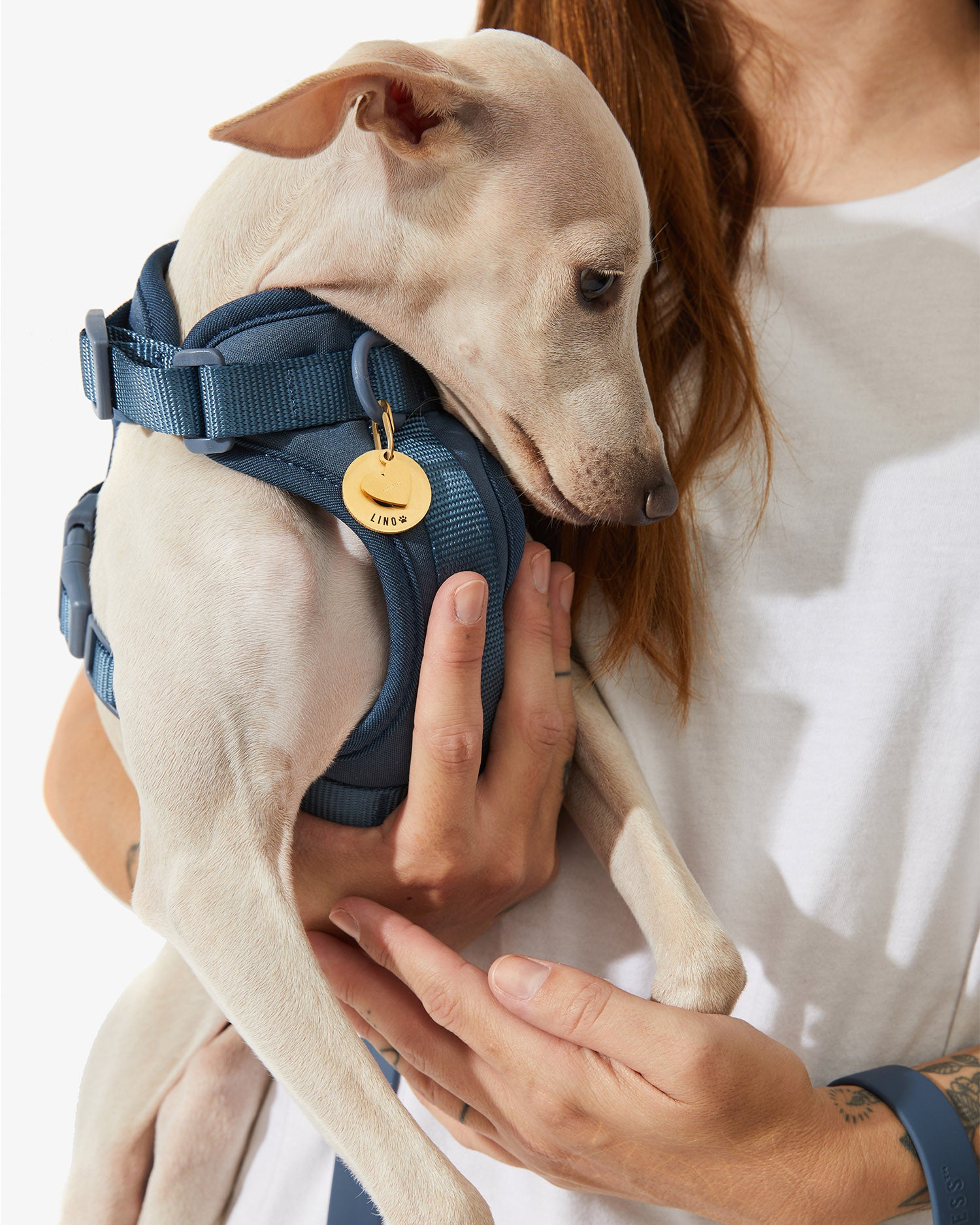 Galgo sujeto en brazos con arnés EasyFlex™ azul y placa dorada al pecho
