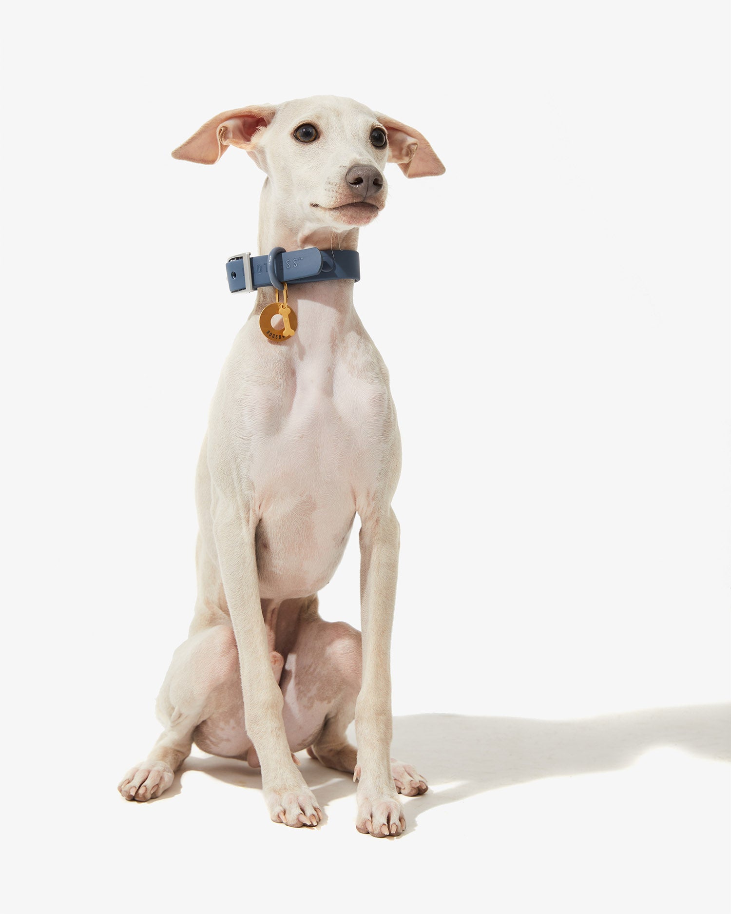 Galgo sentado con collar EasyFlex™ azul y placa dorada