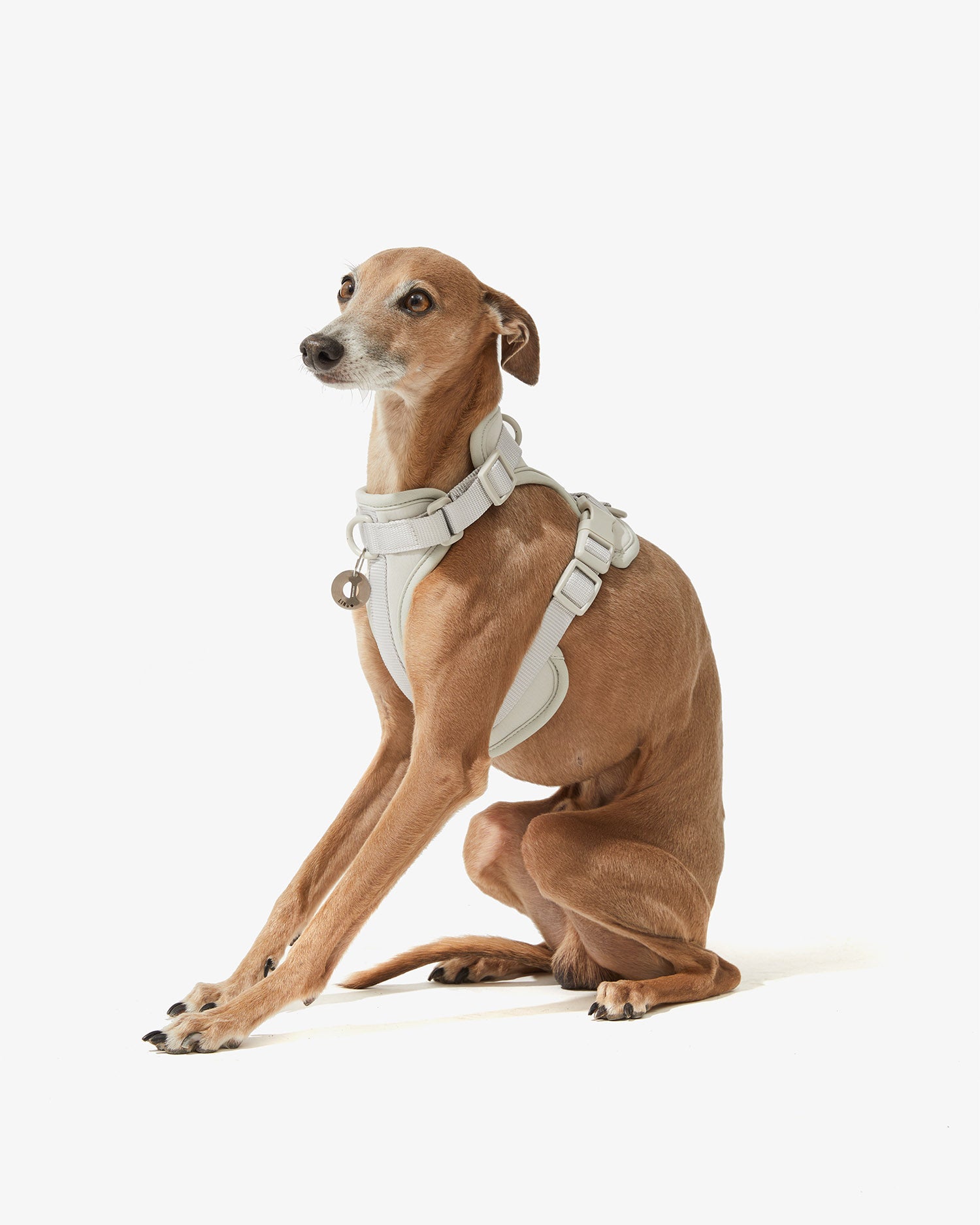 Galgo sentado con arnés EasyFlex™ stone visto de perfil