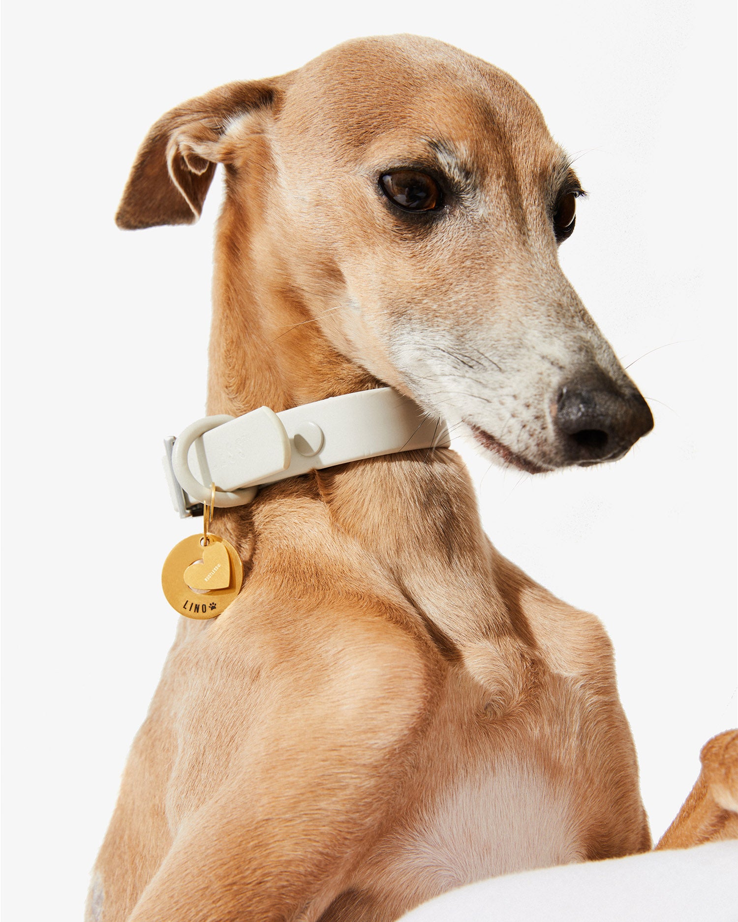 Collar EasyFlex™ stone con placa dorada en el cuello de un galgo