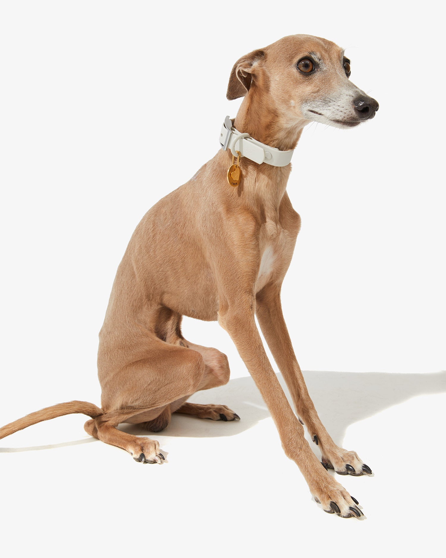 Galgo sentado con collar EasyFlex™ stone y placa identificativa