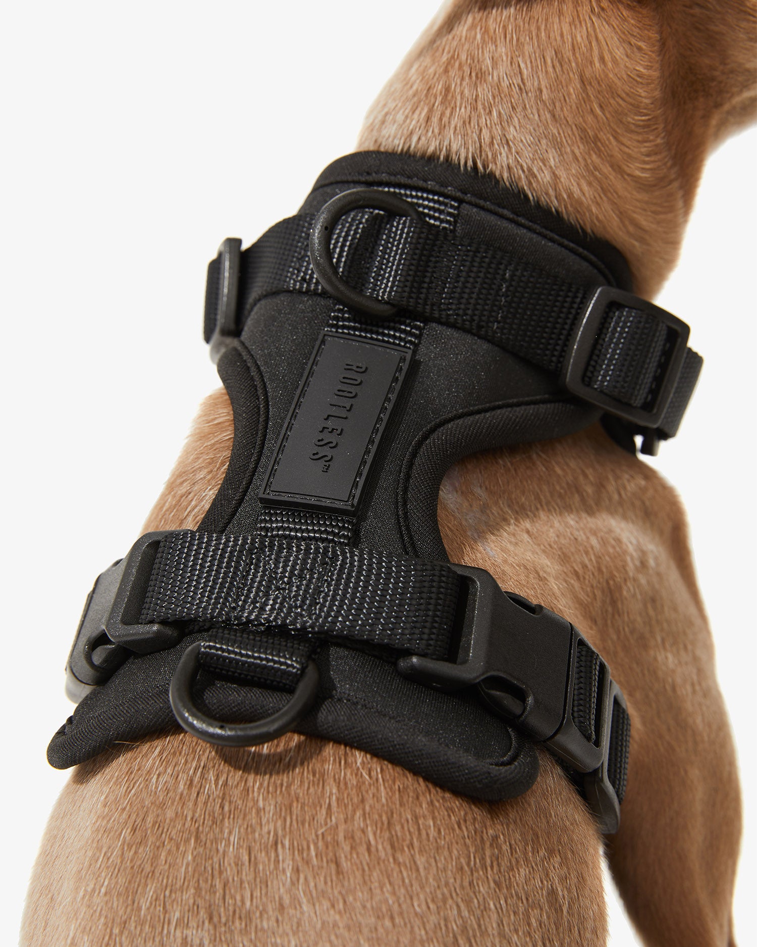 Detalle del arnés EasyFlex™ negro con hebillas, anilla en D y cincha acolchada