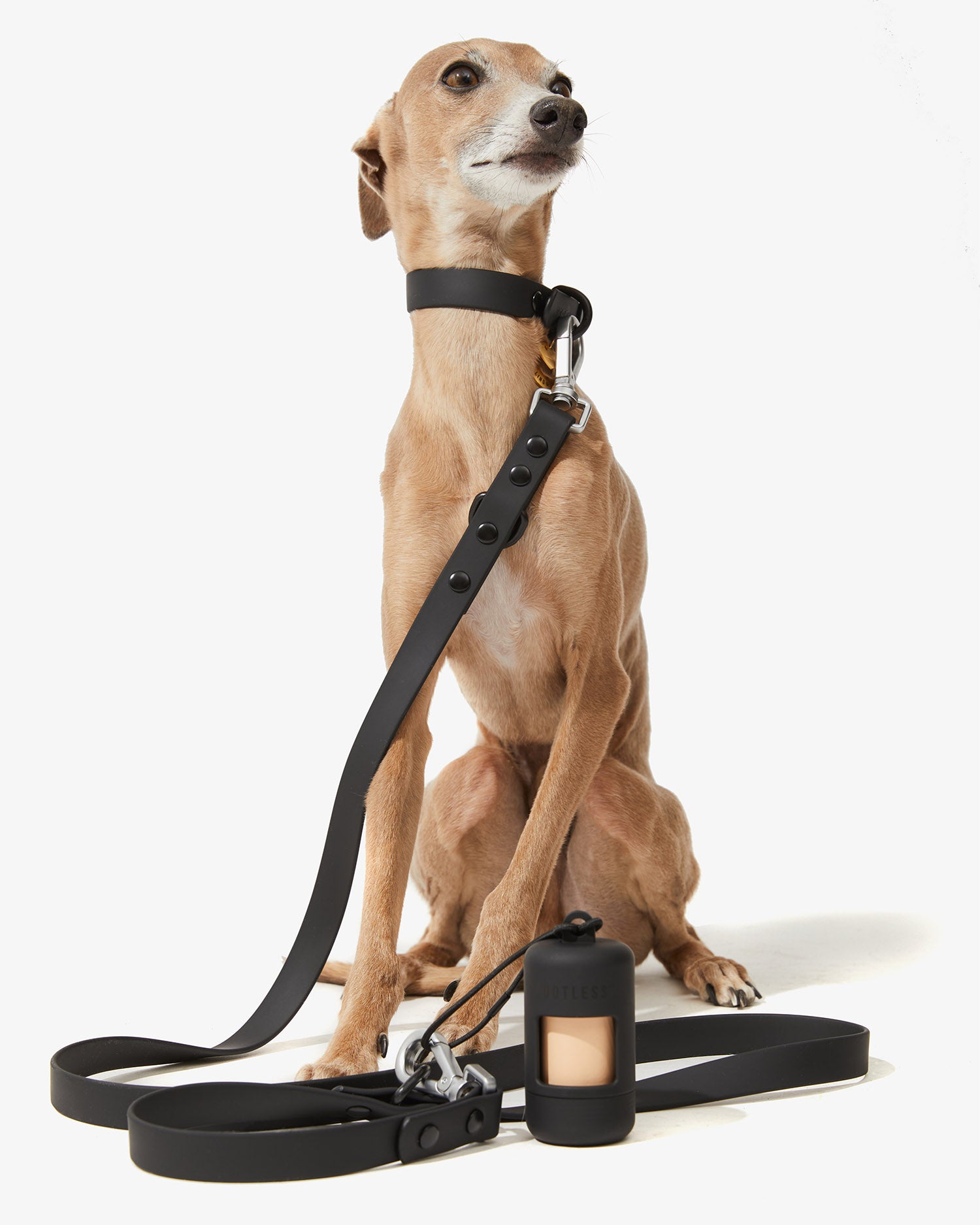 Galgo sentado con collar EasyFlex™ negro junto a la correa y el portabolsas a juego