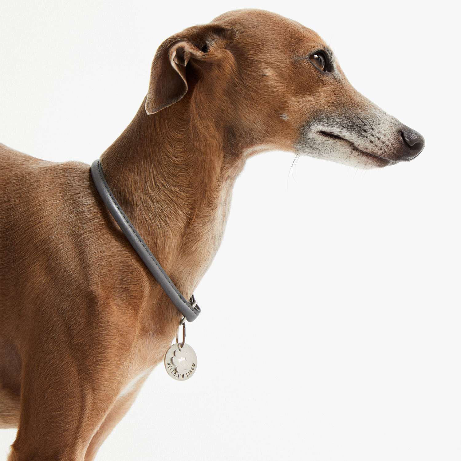 Galgo con la placa PetID® colgando de un collar fino gris