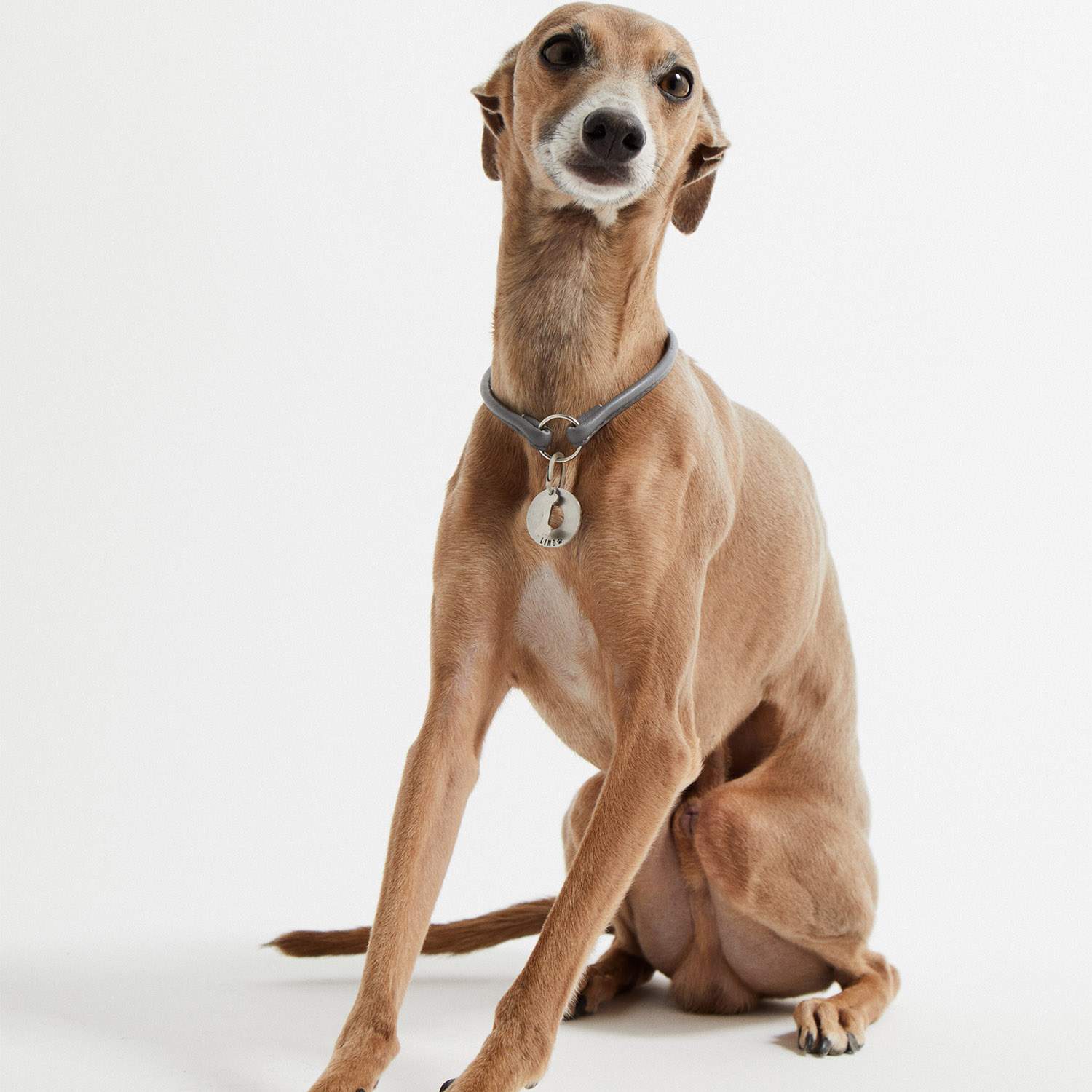Galgo sentado con la placa PetID® colgando de un collar fino