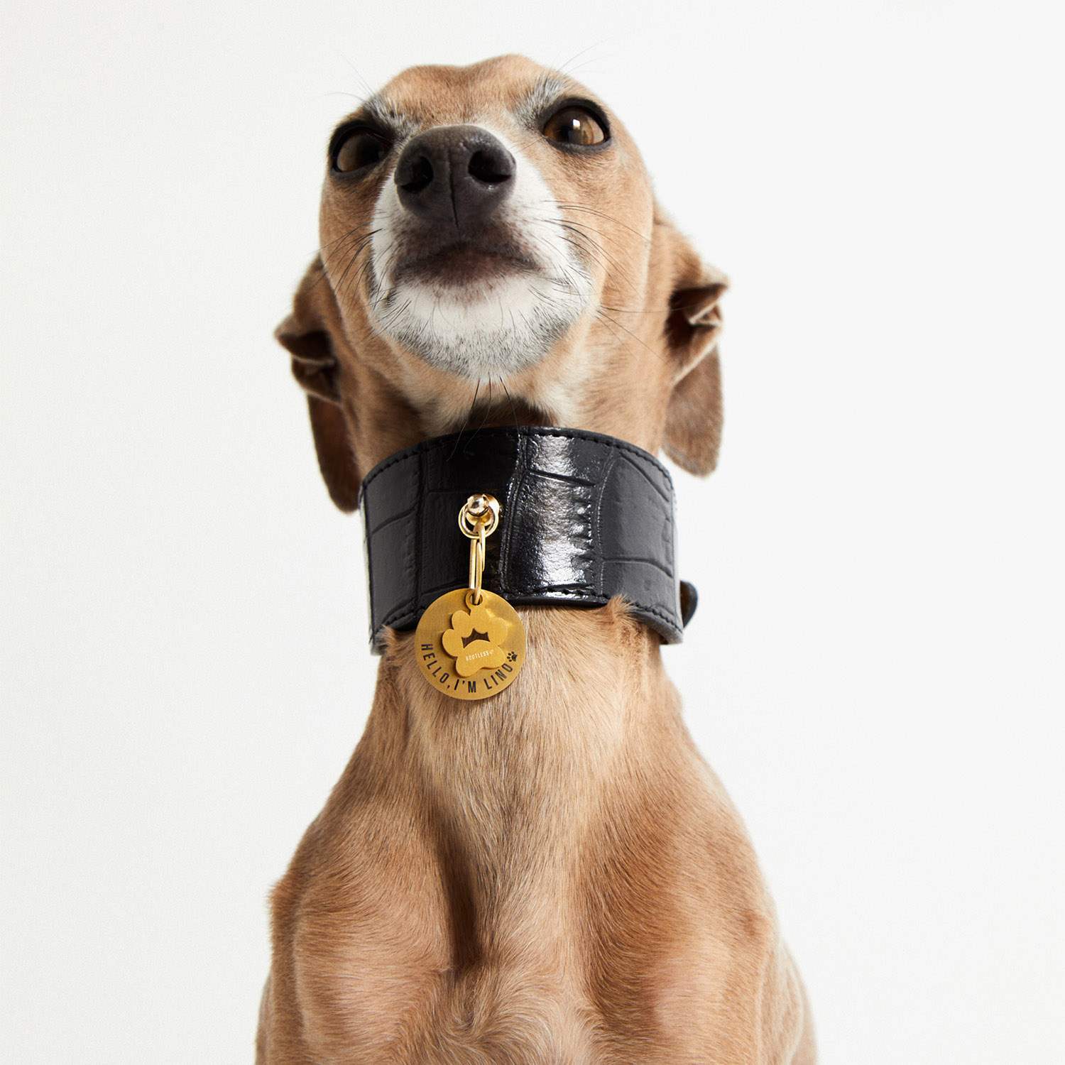 Galgo con collar negro y placa PetID® dorada, visto desde abajo
