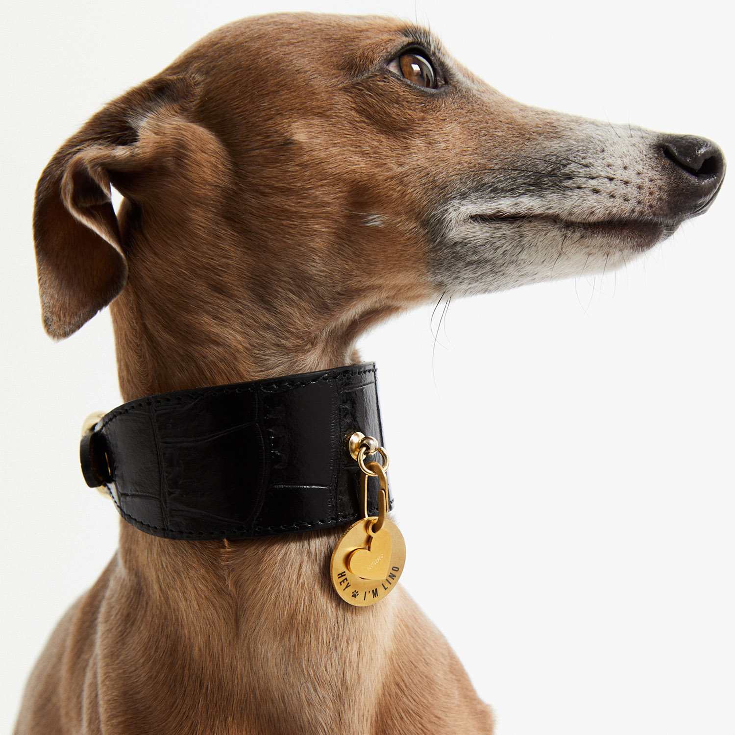 Placa PetID® dorada colgando de un collar negro en el cuello de un galgo