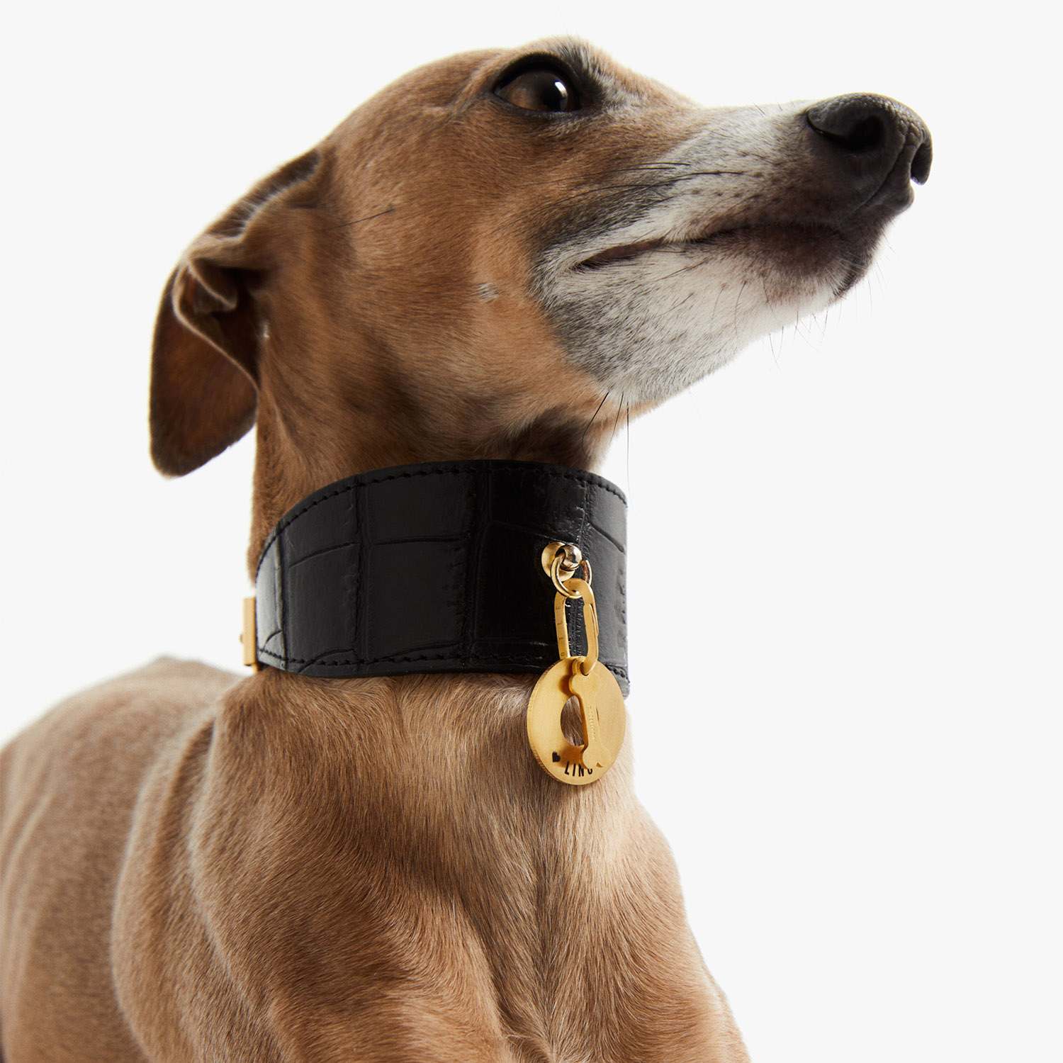 Placa PetID® dorada colgando de un collar negro ancho en un galgo